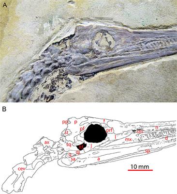 A Reassessment of the Taxonomic Position of Mesosaurs, and a Surprising Phylogeny of Early Amniotes
